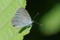 Celastrina argiolus