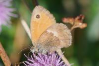 Coenonympha pamphilus