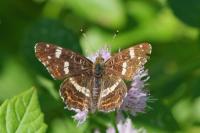 Araschnia levana