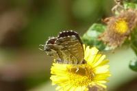 Cacyreus marshalli