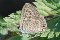 Leptotes pirithous