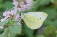Pieris napi