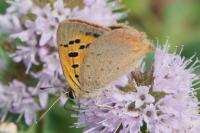 Lycaena phlaeas