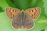 Lycaena tityrus