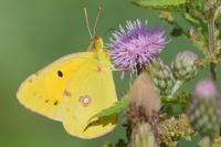 Colias crocea