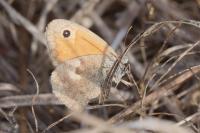 Coenonympha pamphilus