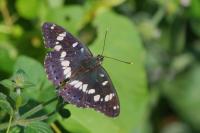 Limenitis reducta