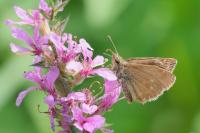 Erynnis tages