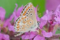 Aricia agestis