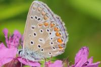 Polyommatus icarus