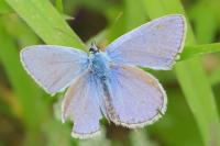Polyommatus icarus