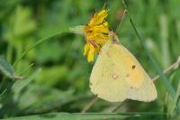 Colias crocea