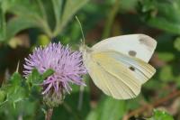 Pieris rapae