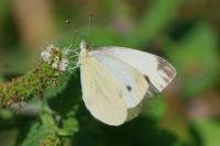 Pieris napi