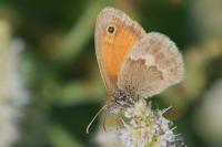 Coenonympha pamphilus