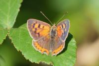 Lycaena phlaeas