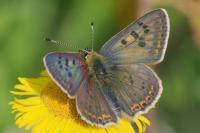 Lycaena tityrus