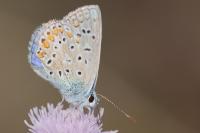 Polyommatus icarus