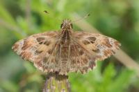 Carcharodus alceae