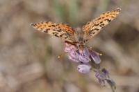 Melitaea didyma