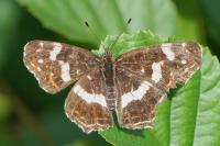 Araschnia levana