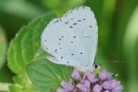 Celastrina argiolus