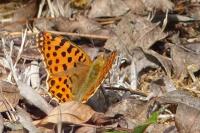 Issoria lathonia