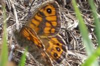 Lasiommata megera
