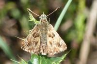 Carcharodus alceae