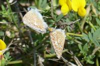Polyommatus icarus