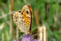 Lasiommata megera