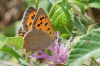 Lycaena phlaeas