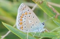 Polyommatus icarus
