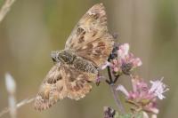 Carcharodus alceae