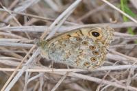 Lasiommata megera