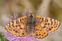 Melitaea didyma