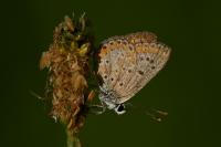 Aricia agestis