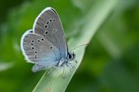Cyaniris semiargus
