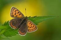 Lycaena tityrus