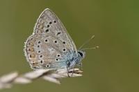 Polyommatus icarus