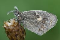 Coenonympha pamphilus