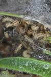 Melitaea