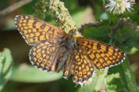 Melitaea cinxia