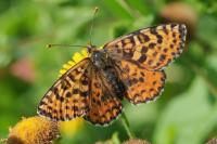 Melitaea didyma