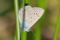 Polyommatus icarus