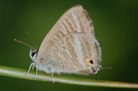 Lampides boeticus
