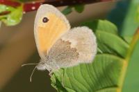 Coenonympha pamphilus