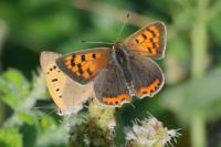 Lycaena phlaeas