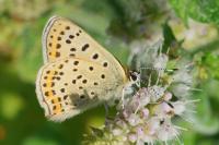 Lycaena tityrus