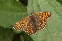 Melitaea cinxia